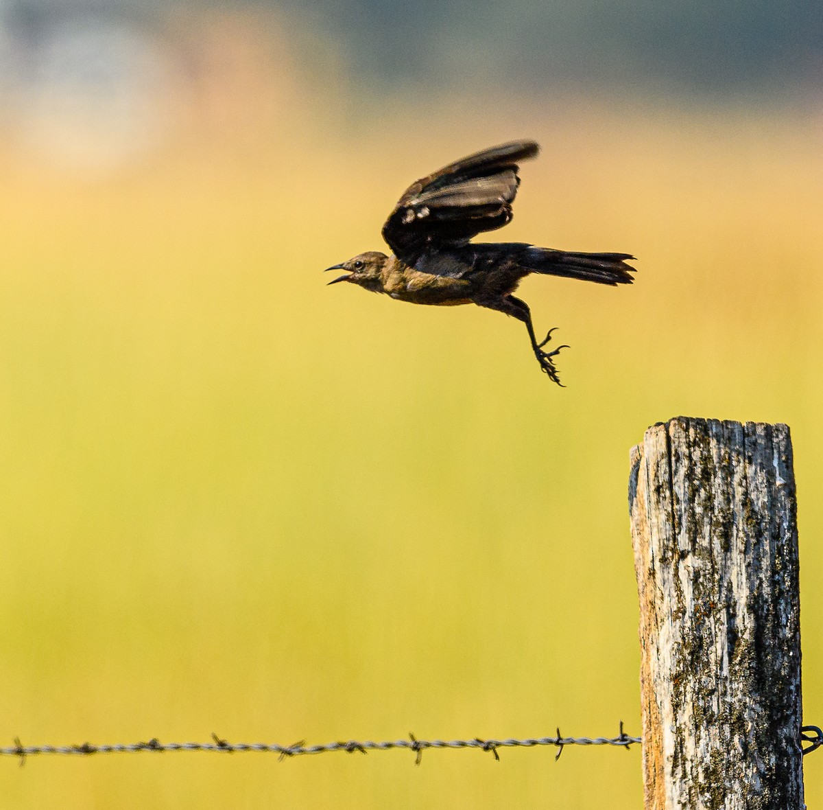 Brewer's Blackbird - Ken Miracle