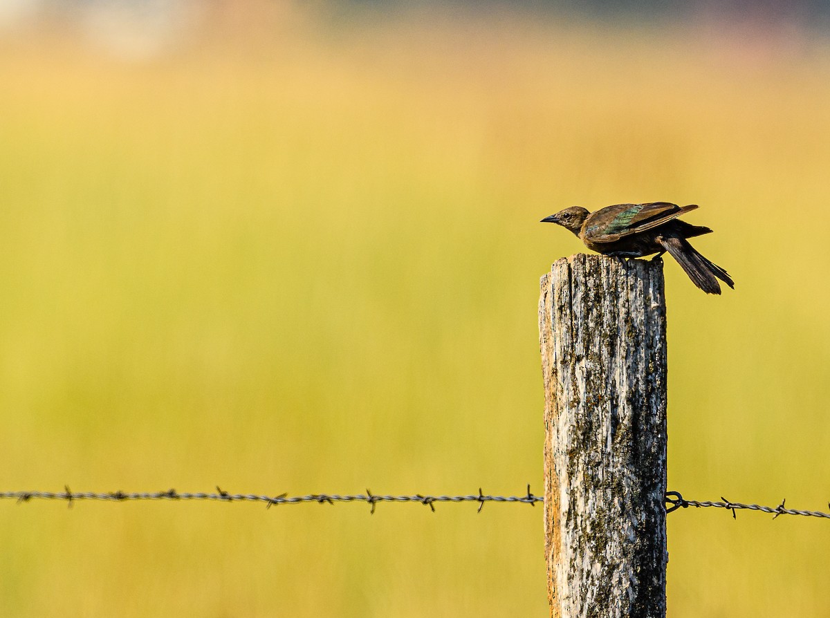 Brewer's Blackbird - Ken Miracle