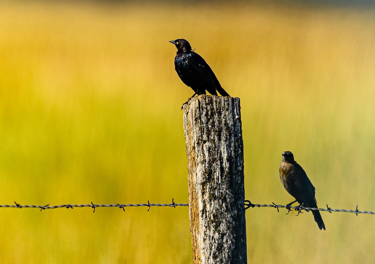 Brewer's Blackbird - Ken Miracle