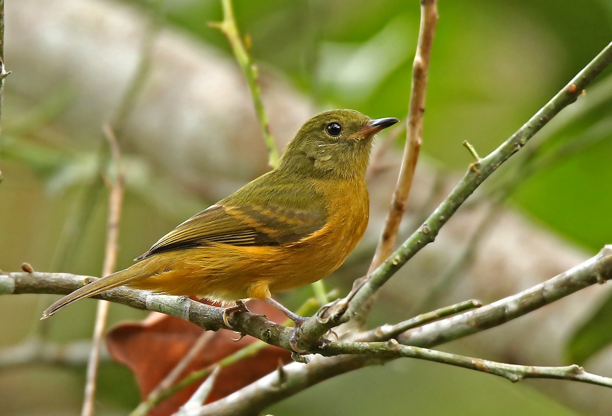 Ochre-bellied Flycatcher - ML35920151