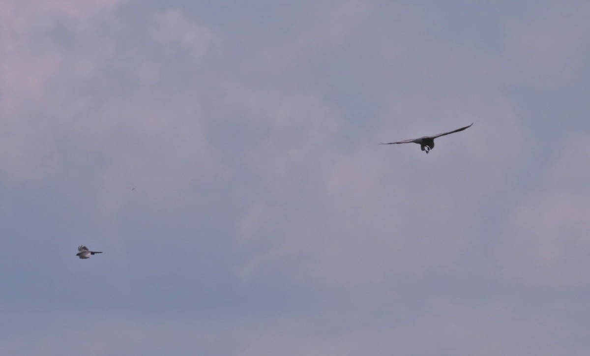 Mississippi Kite - ML359203371