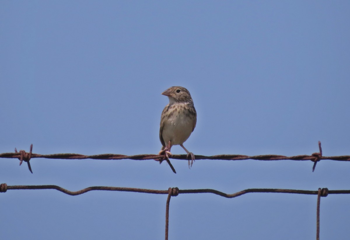 Grasshopper Sparrow - ML359203471