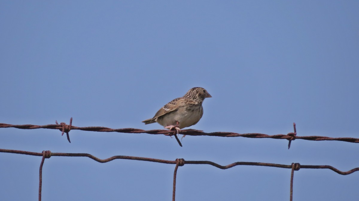 Grasshopper Sparrow - ML359203481