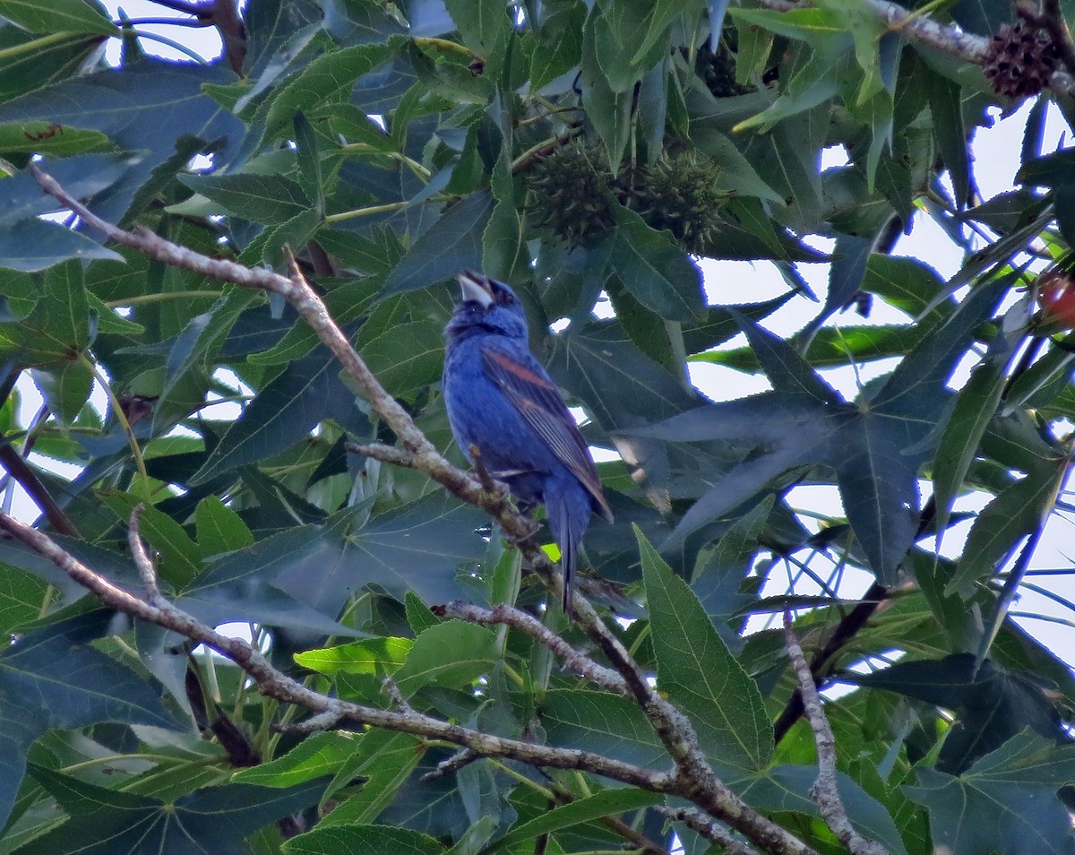 Blue Grosbeak - ML359203531