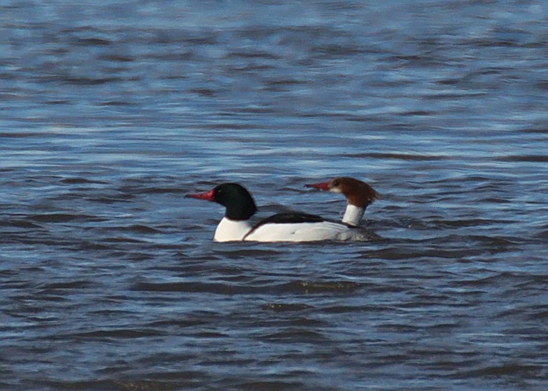 Common Merganser - ML359204411