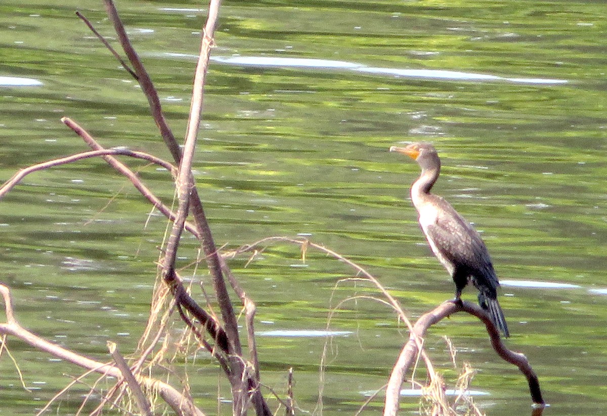 Cormoran à aigrettes - ML359204541