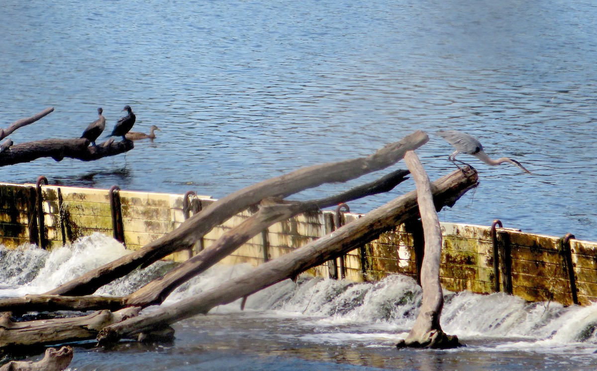 Double-crested Cormorant - ML359204641