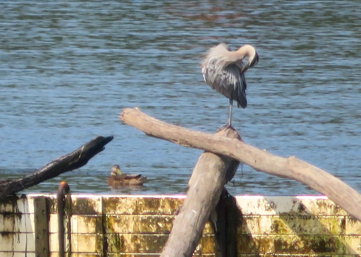 Great Blue Heron - ML359204681