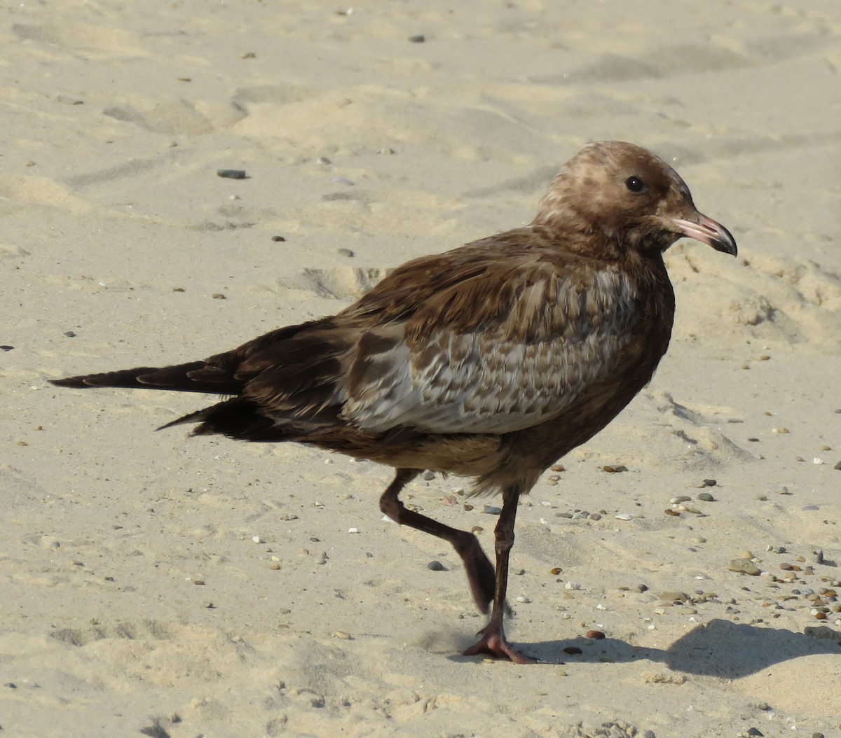 Ring-billed Gull - Eric D Gyllenhaal