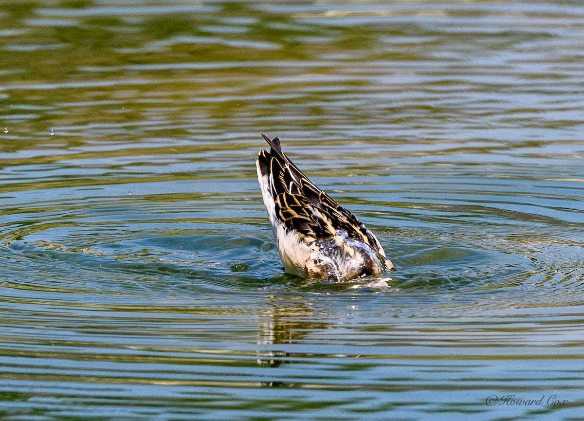 Red-necked Phalarope - ML359204911