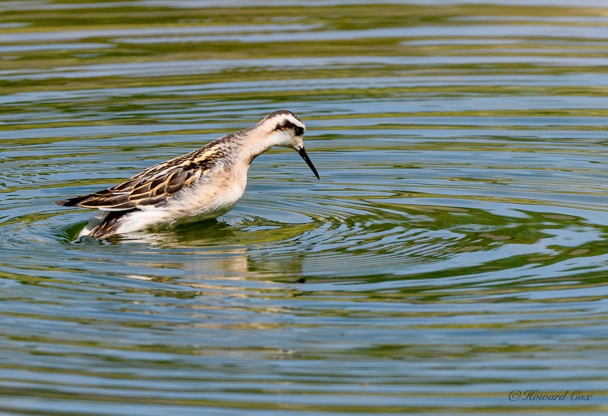 Red-necked Phalarope - ML359204931