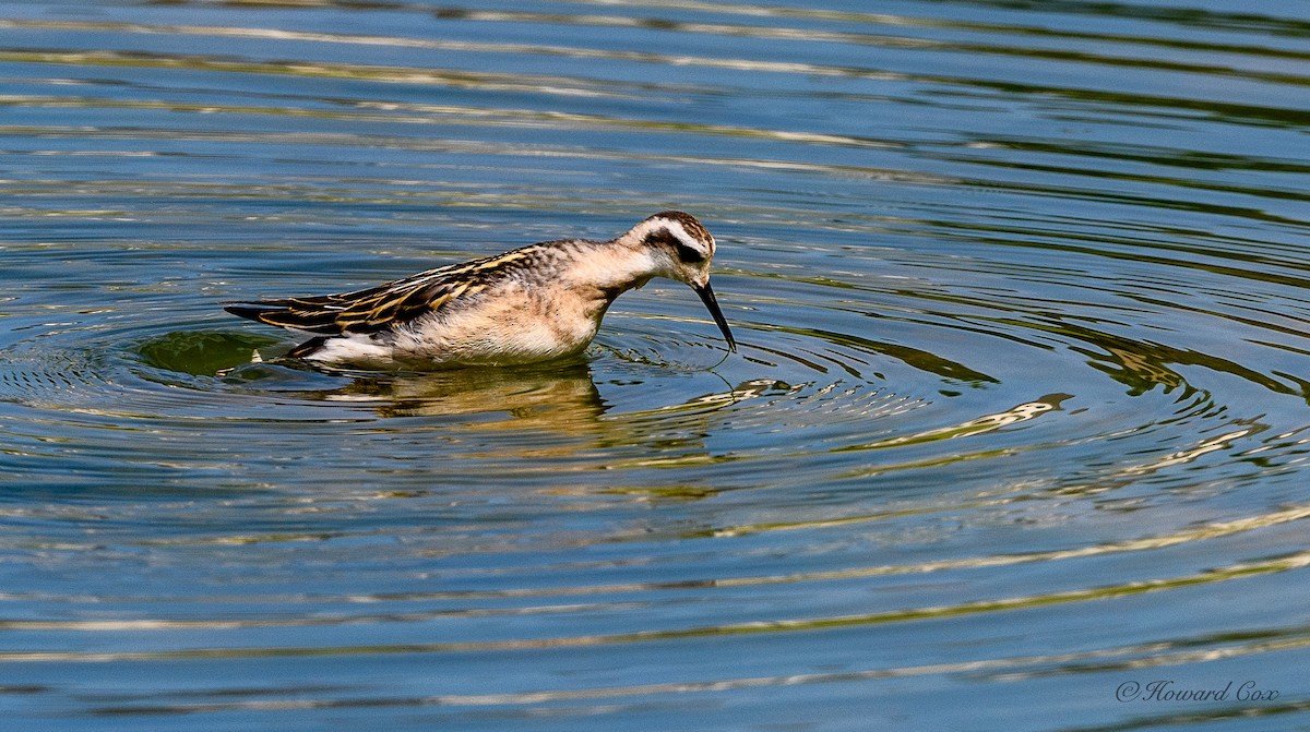 Red-necked Phalarope - ML359204951