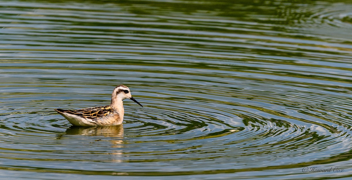 Red-necked Phalarope - ML359204991