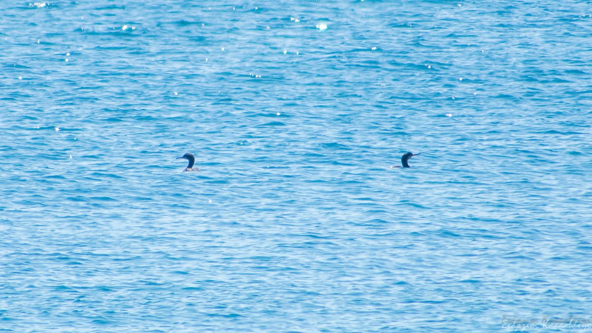 European Shag - Stergios Kassavetis