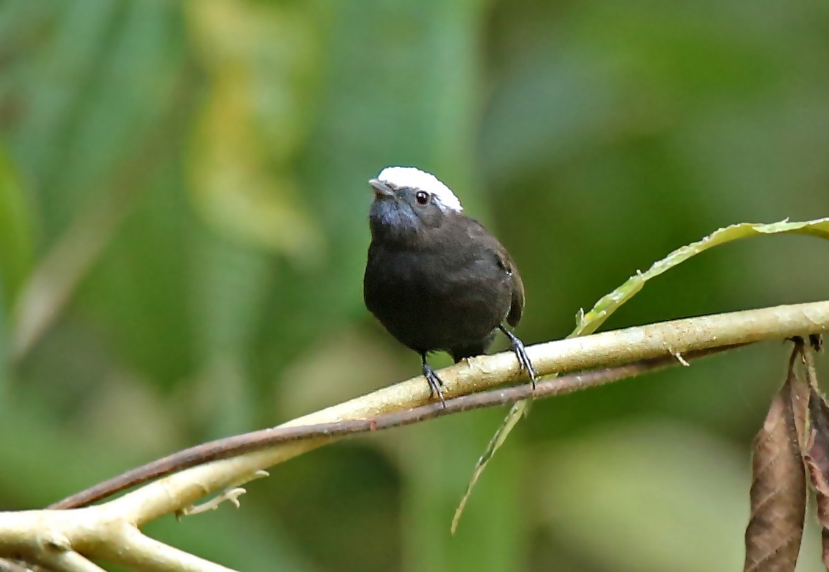 Blue-rumped Manakin - Roger Ahlman