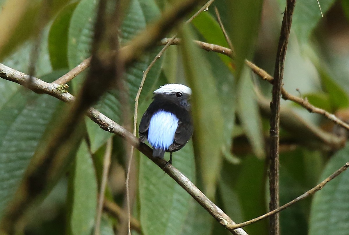 Blue-rumped Manakin - Roger Ahlman