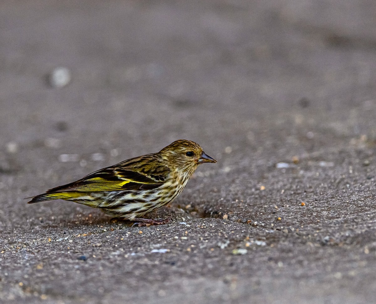 Pine Siskin - ML359207271