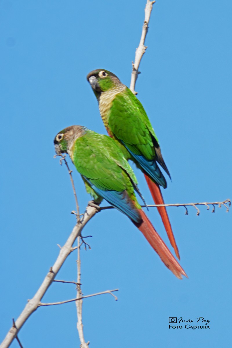 Green-cheeked Parakeet - ML359208071