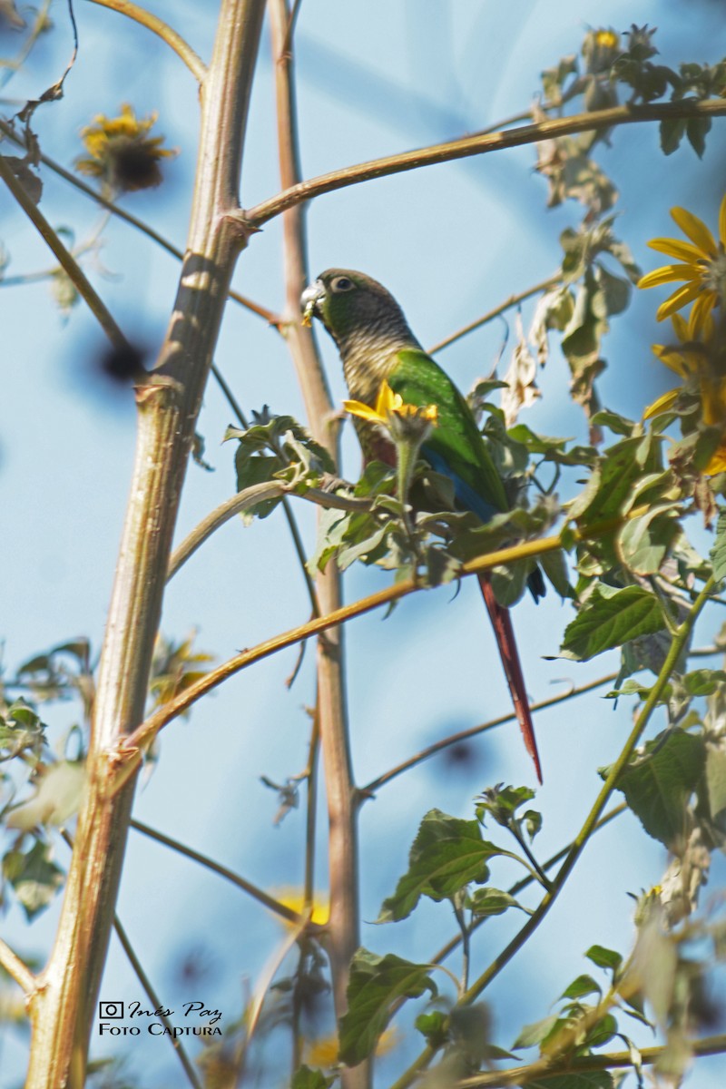 Green-cheeked Parakeet - ML359208081