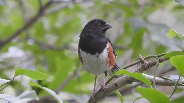 Eastern Towhee - ML359208091