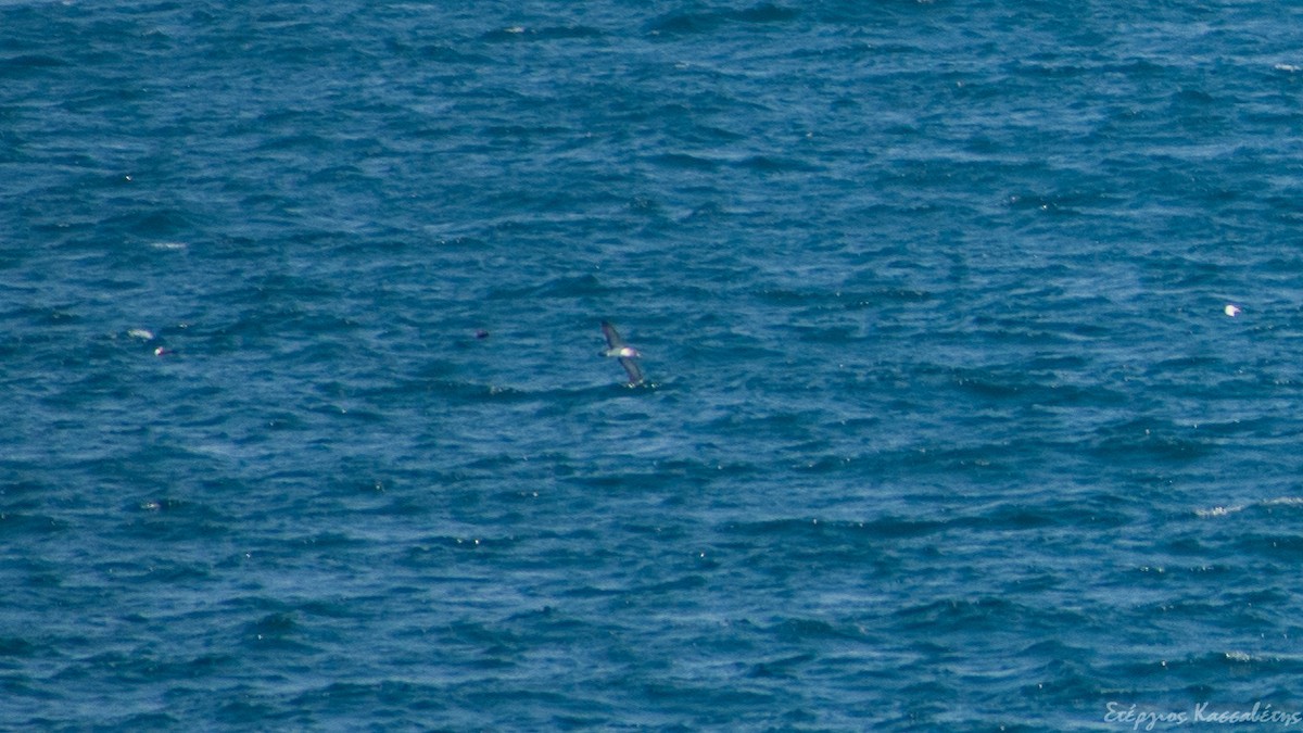 Cory's Shearwater - ML359210541