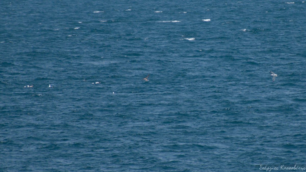 Cory's Shearwater - Stergios Kassavetis