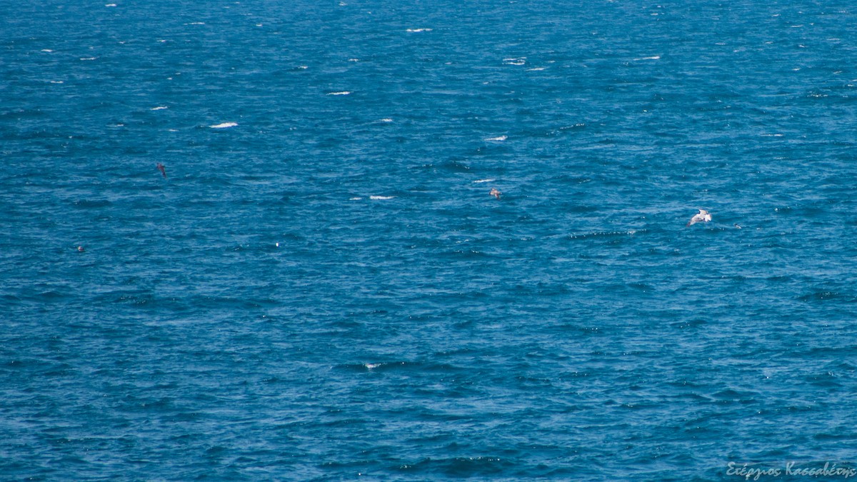 Cory's Shearwater - ML359210831