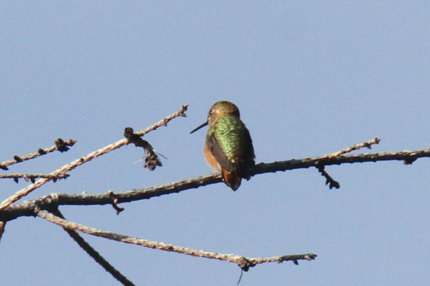 Rufous Hummingbird - ML359211261
