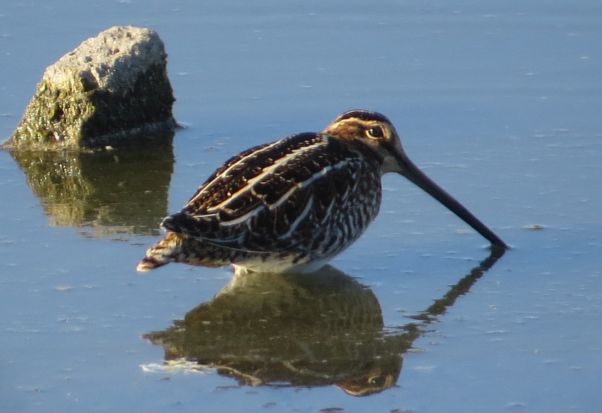 Wilson's Snipe - Nels Nelson