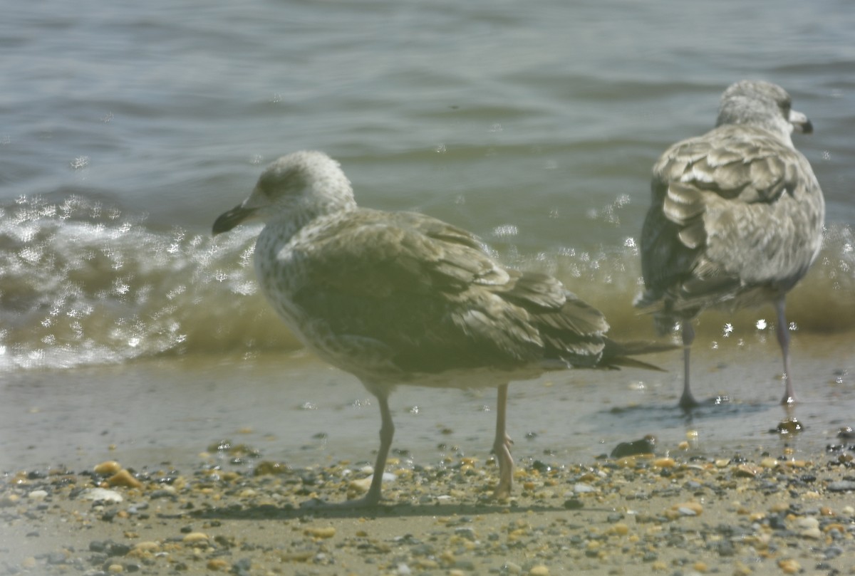 Lesser Black-backed Gull - Clive Harris