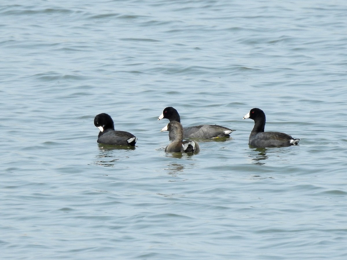 American Coot - ML359214701