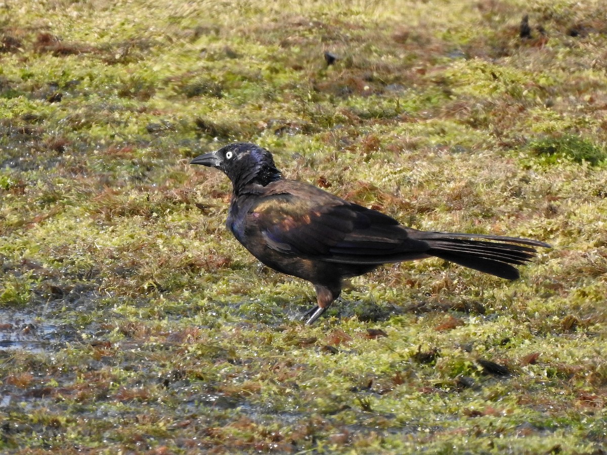 Common Grackle - ML359214911