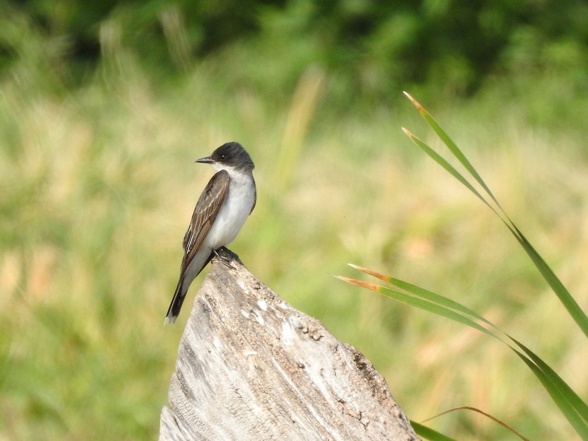 Eastern Kingbird - ML359215011