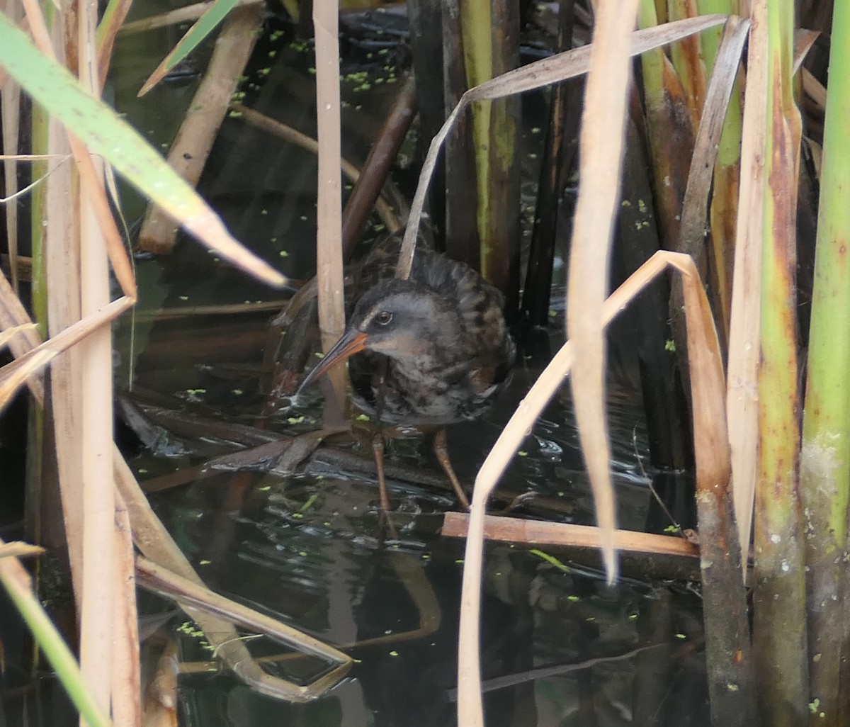 Virginia Rail - ML359215101