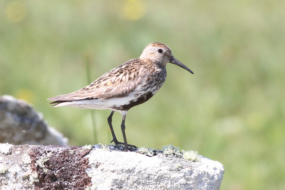 Dunlin - ML359218231