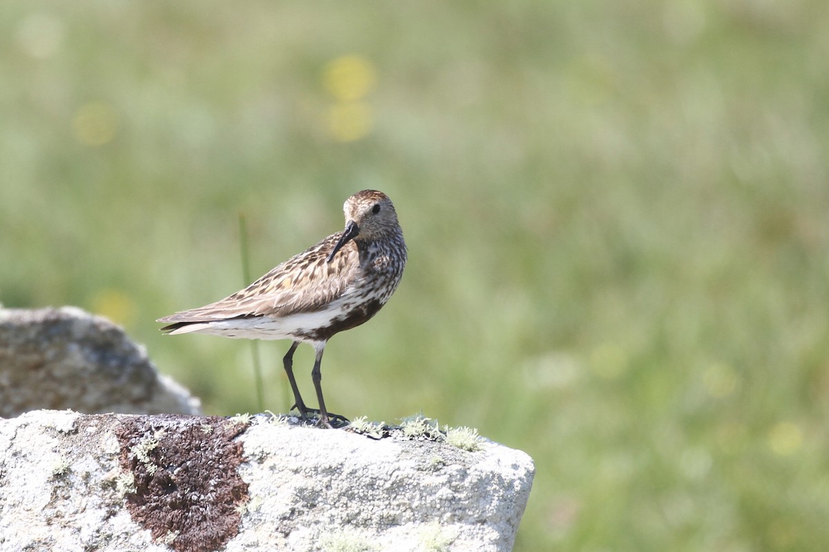 Dunlin - ML359218241