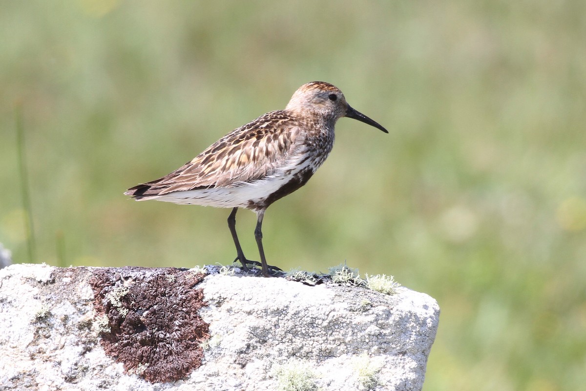 Dunlin - ML359218261