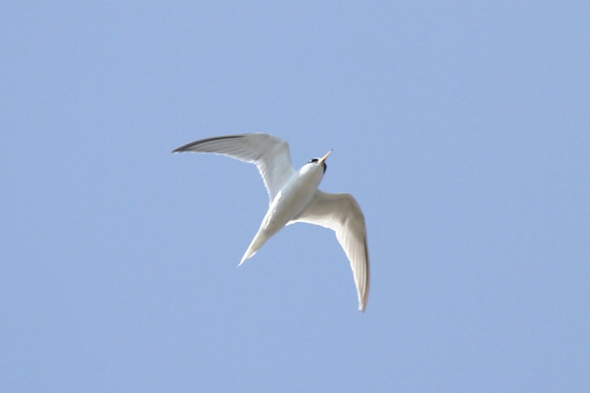 Little Tern - ML359218301