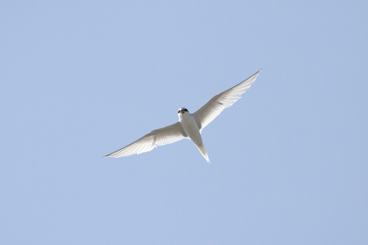 Little Tern - ML359218321