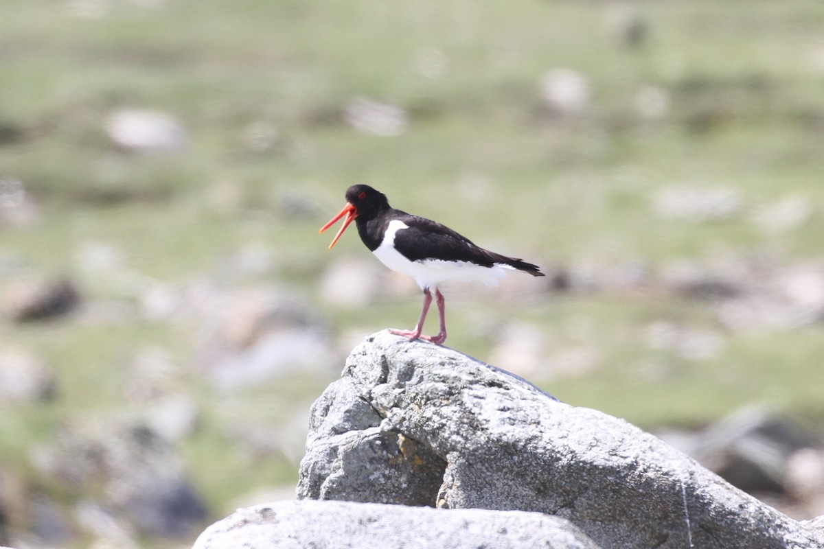 Eurasian Oystercatcher - ML359218441