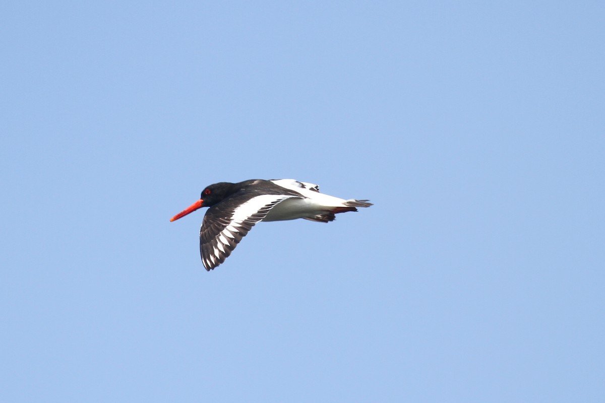 Eurasian Oystercatcher - ML359218451