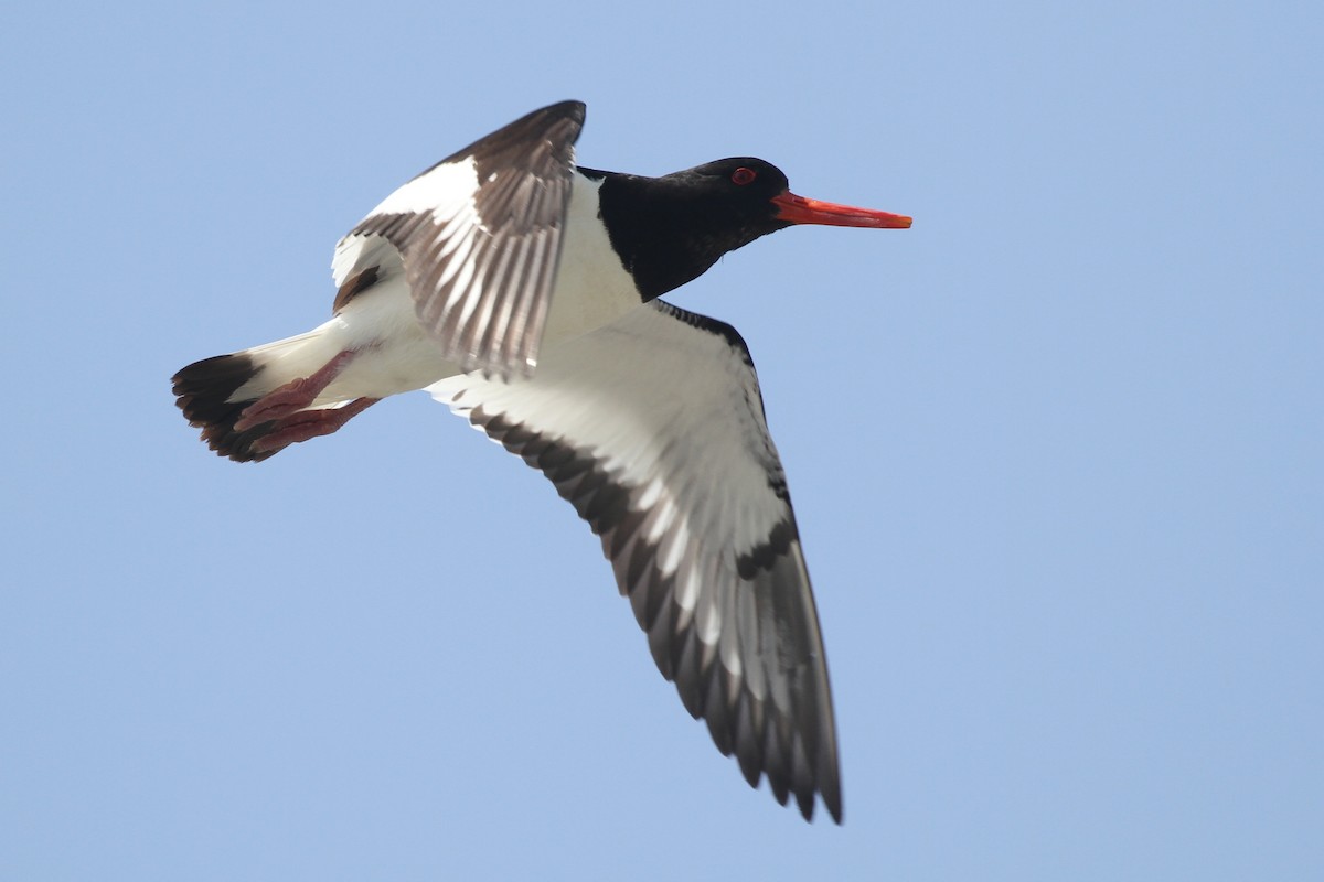 Eurasian Oystercatcher - ML359218491