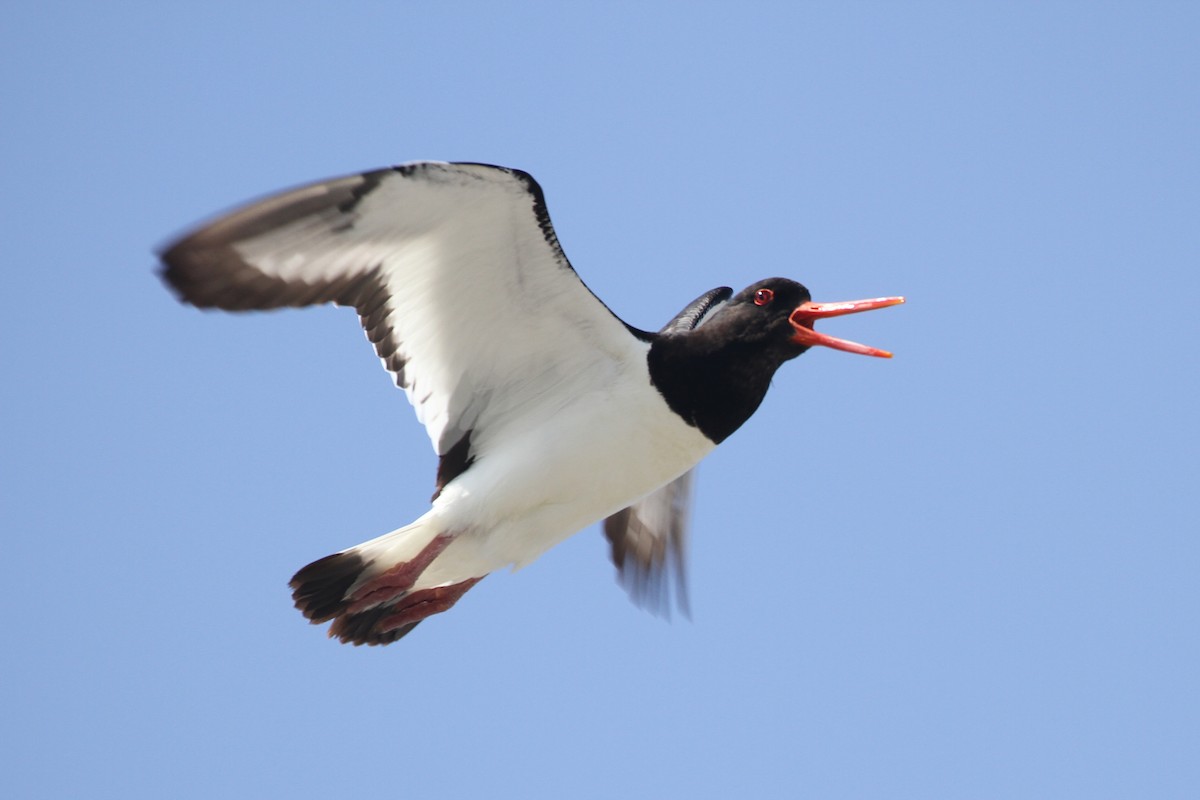 Eurasian Oystercatcher - ML359218531