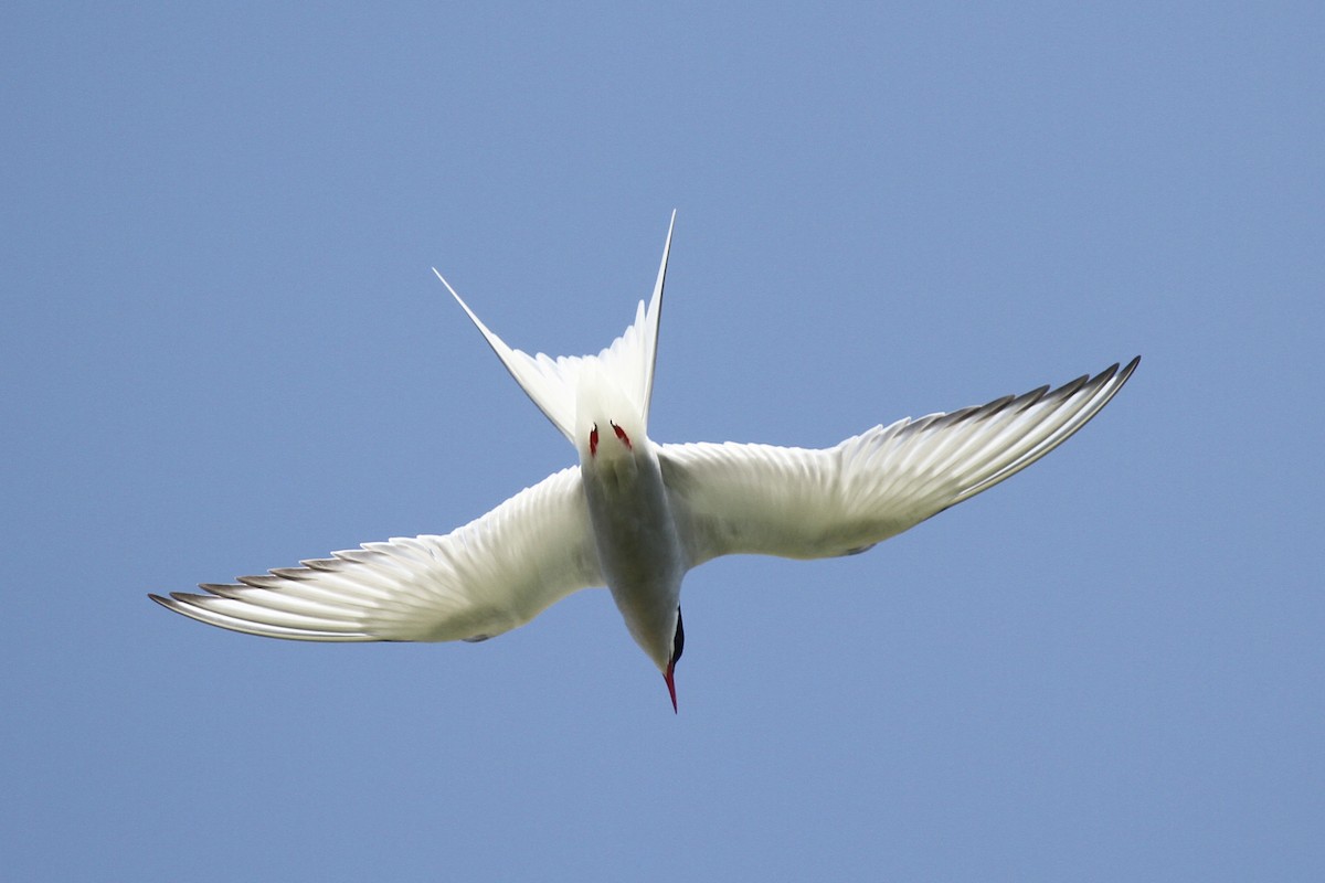 Arctic Tern - ML359218701