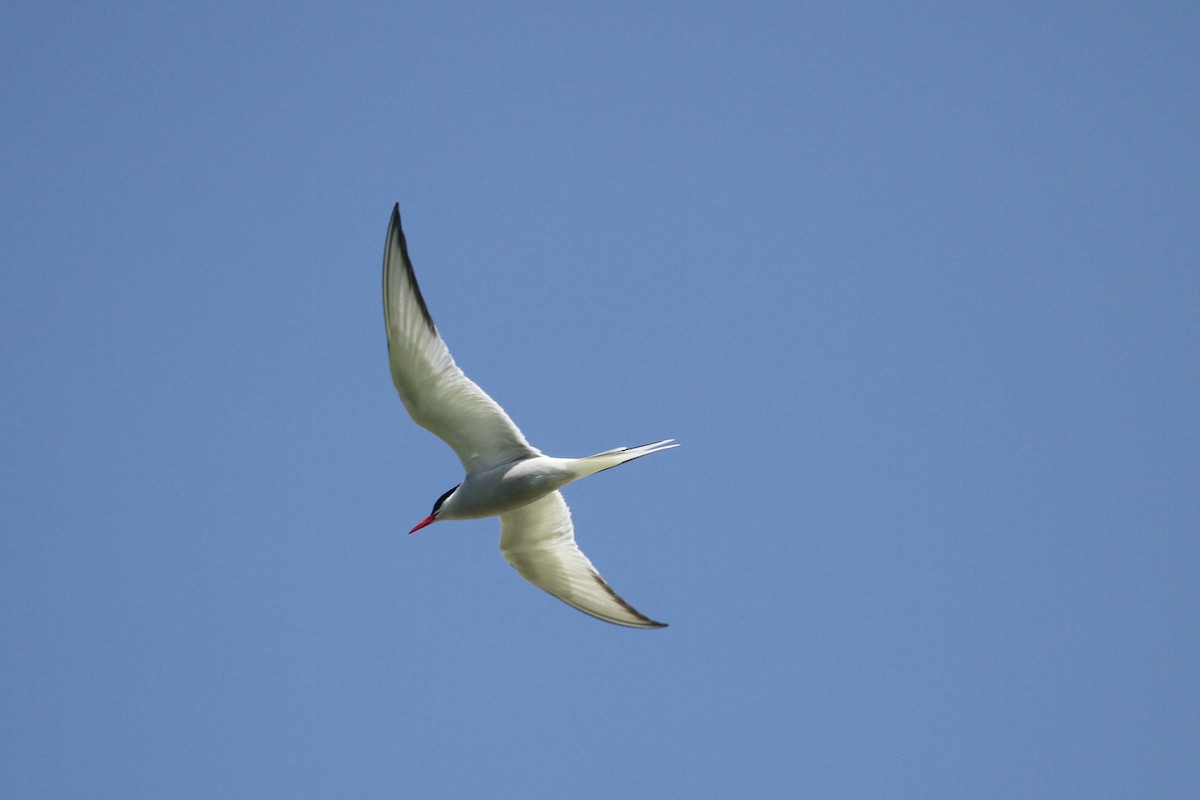 Arctic Tern - ML359218721