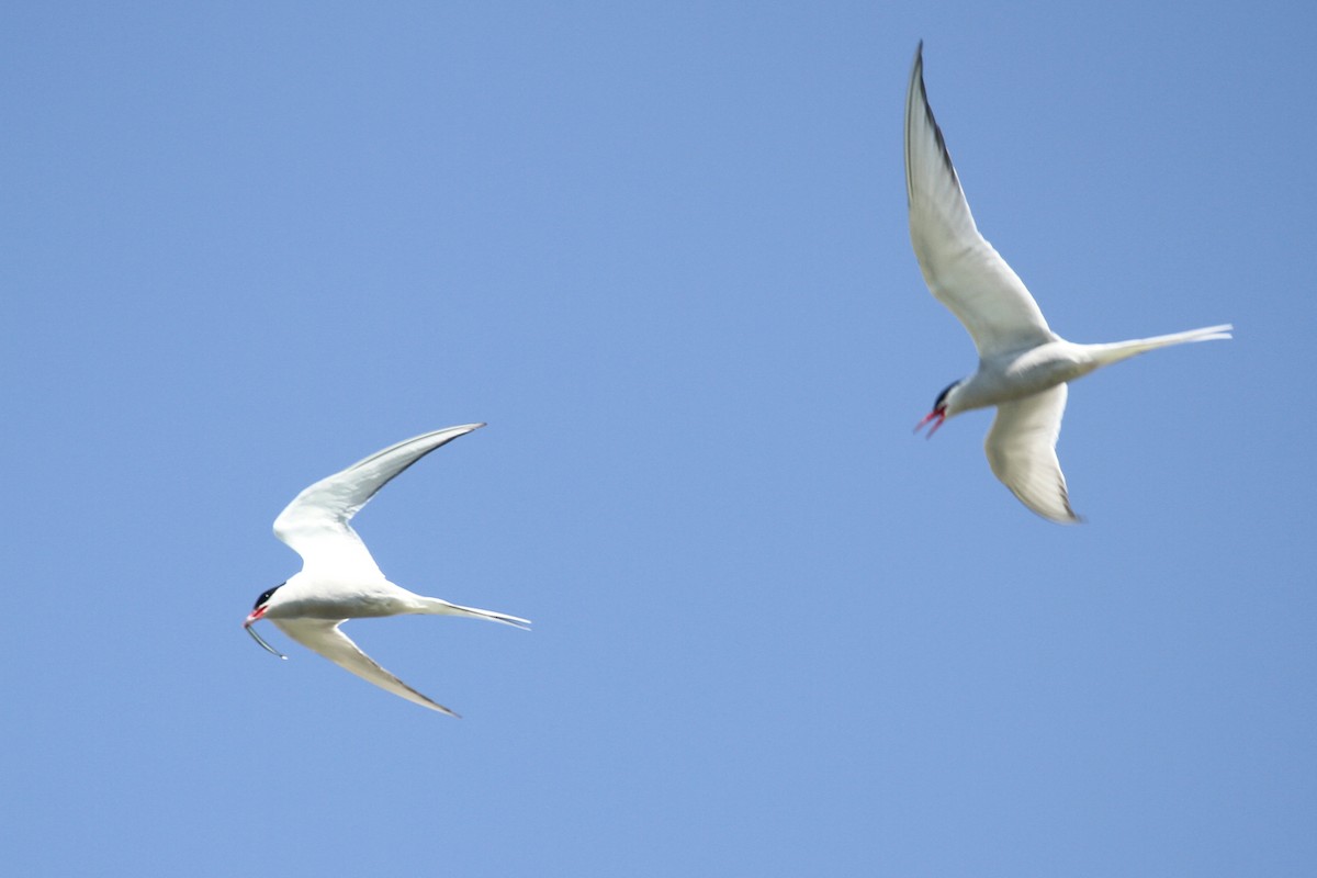 Arctic Tern - Oscar Campbell