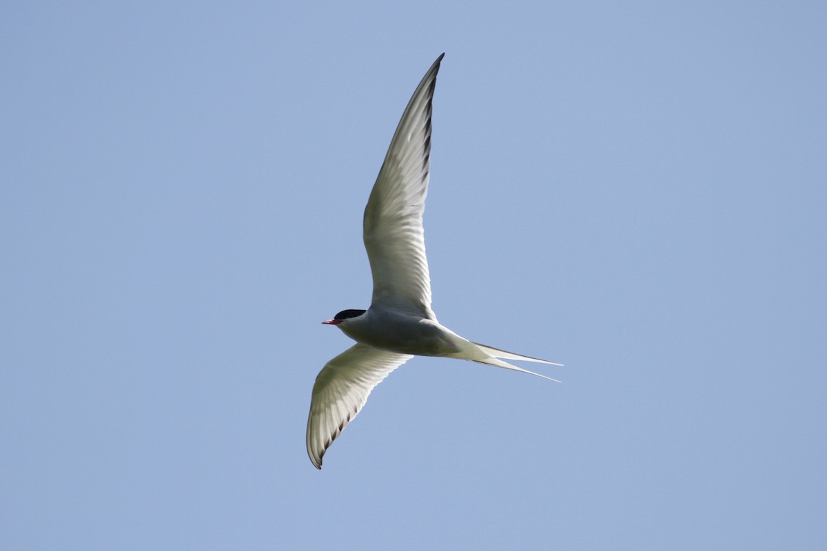 Arctic Tern - ML359218751