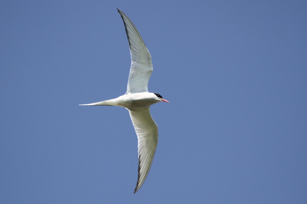 Arctic Tern - ML359218771