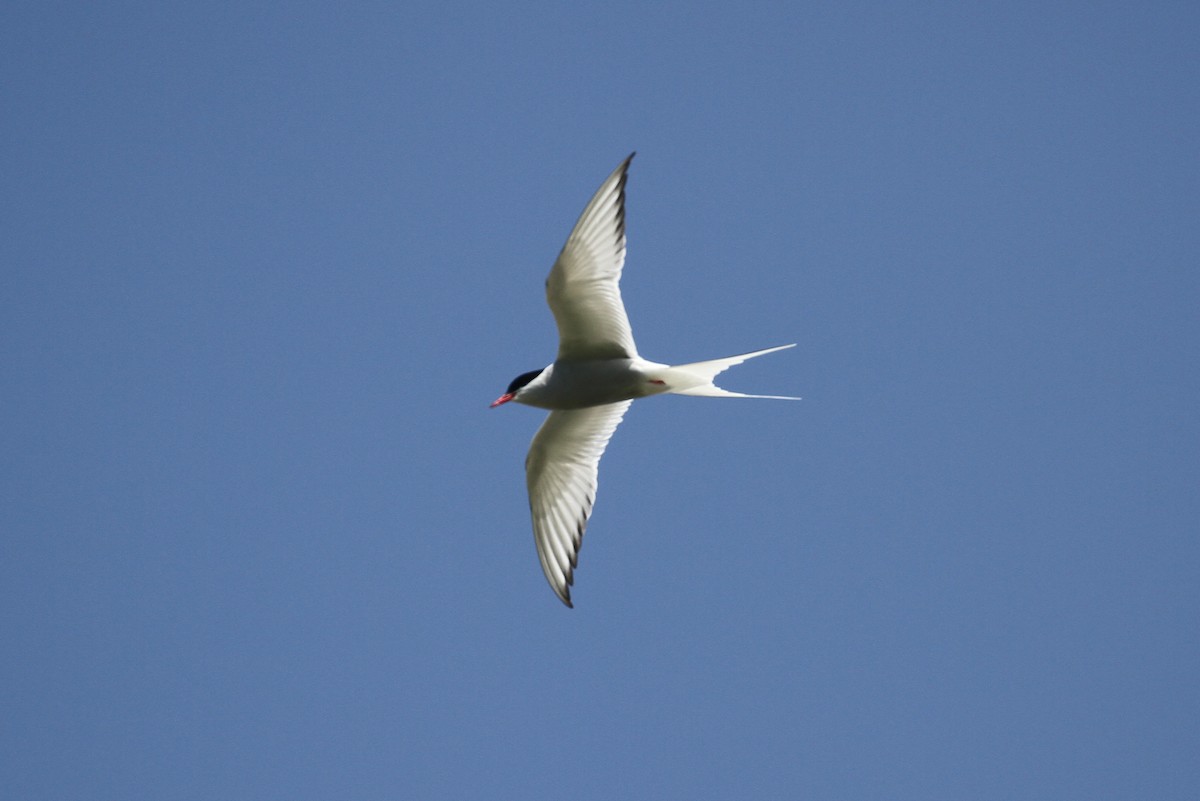 Arctic Tern - ML359218791