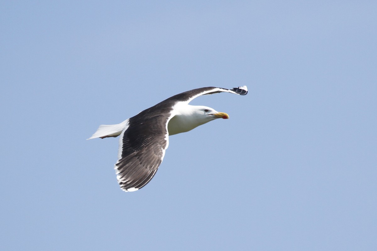 Great Black-backed Gull - Oscar Campbell